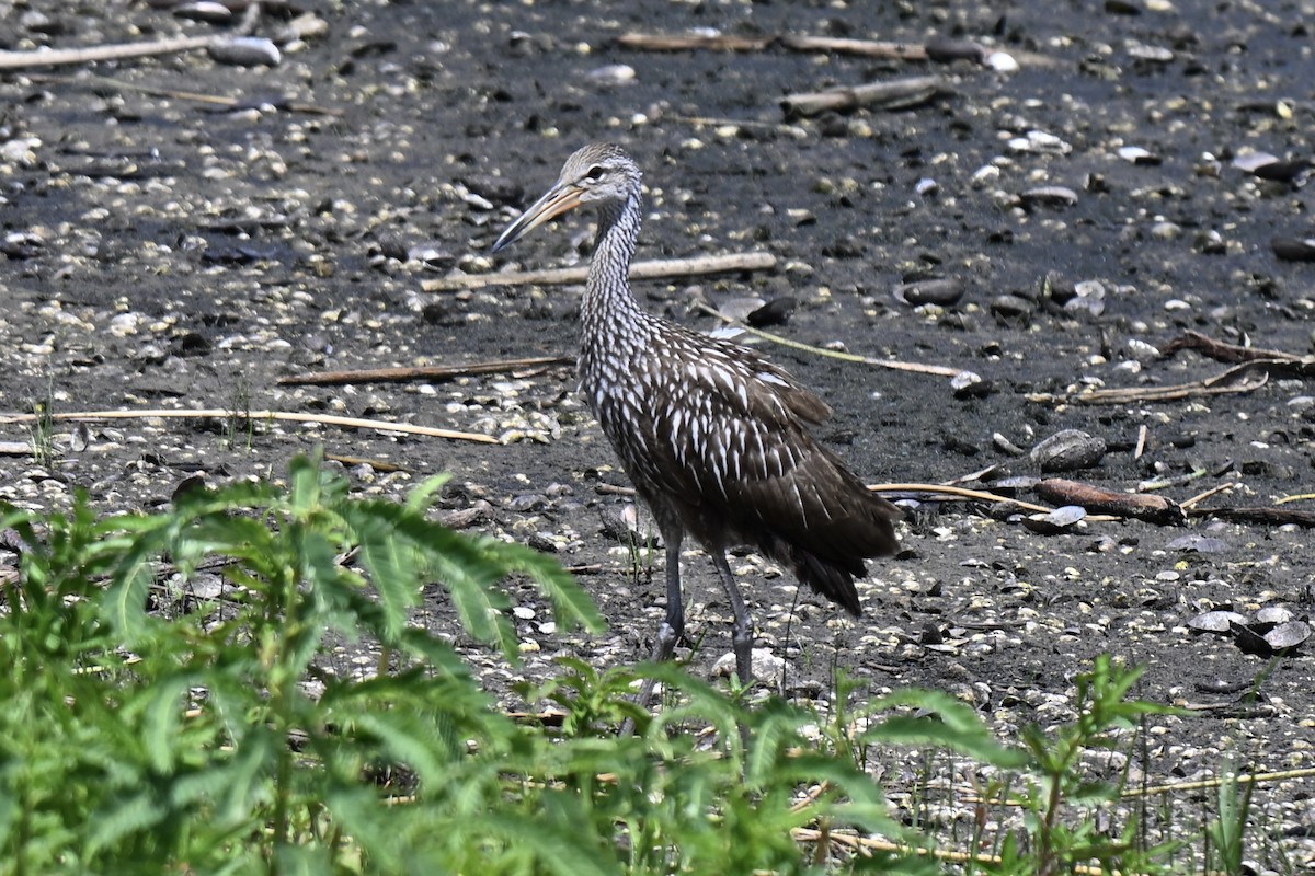 Limpkin - ML638159263
