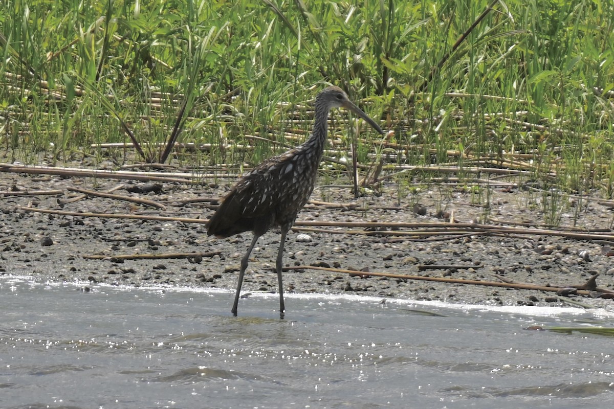 Limpkin - ML638159264