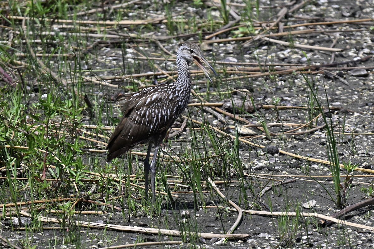 Limpkin - ML638159266