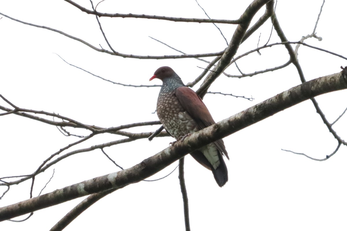 Scaled Pigeon - ML638159267