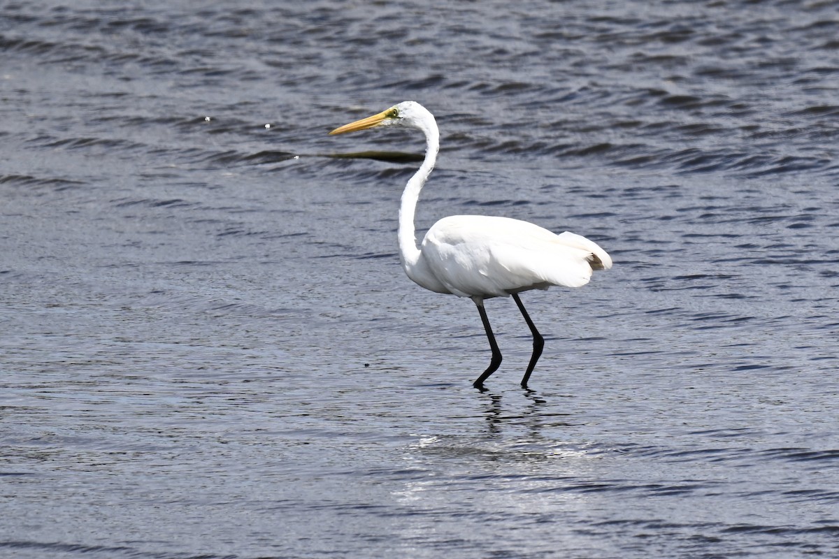 Great Egret - ML638159273
