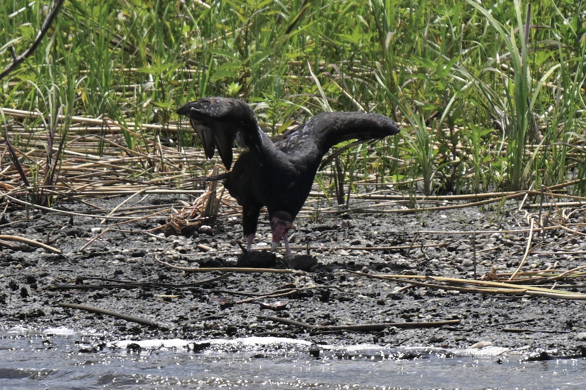 Turkey Vulture - ML638159278