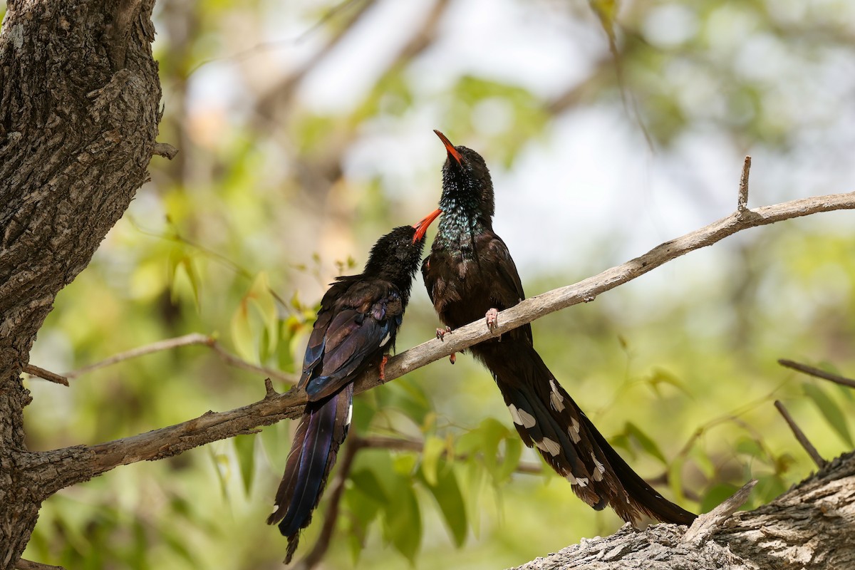 Green/Violet Woodhoopoe - ML638159288