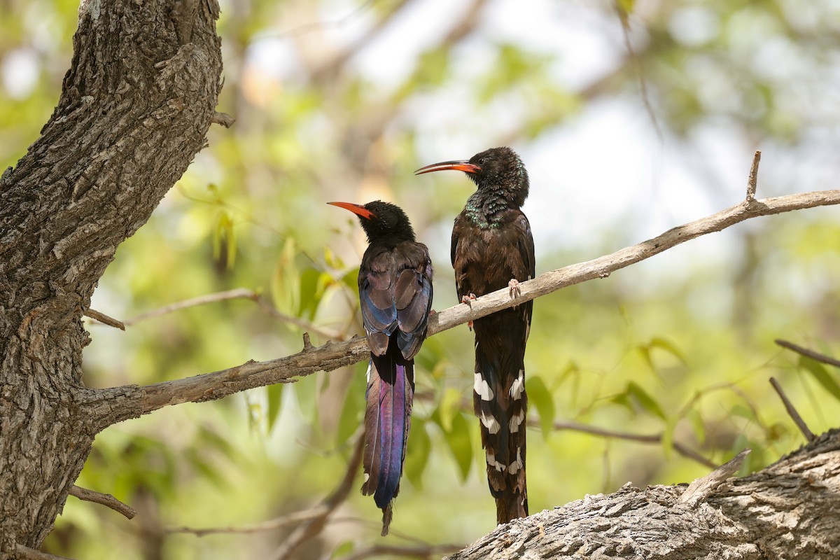 Green/Violet Woodhoopoe - ML638159289
