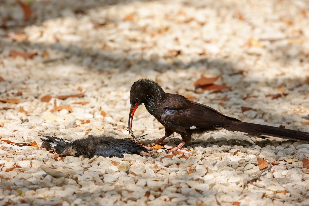 Green/Violet Woodhoopoe - ML638159291