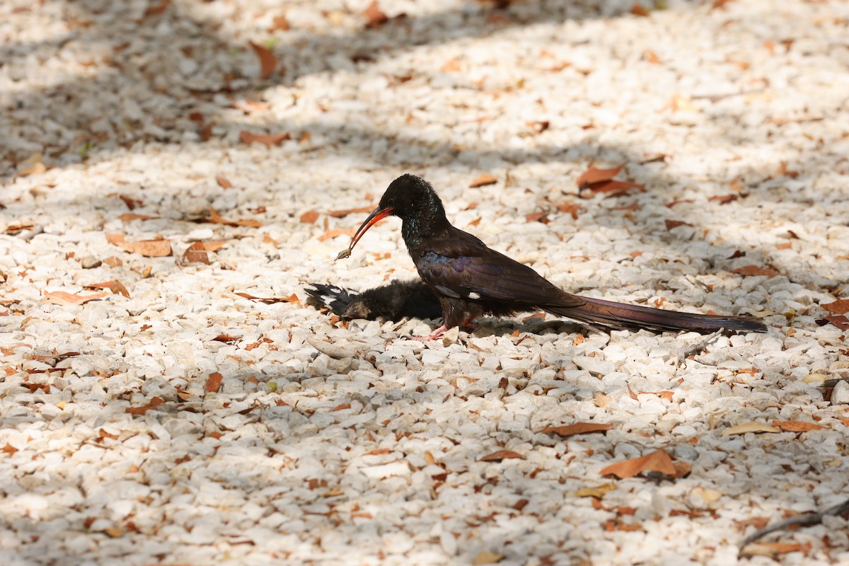 Green/Violet Woodhoopoe - ML638159292
