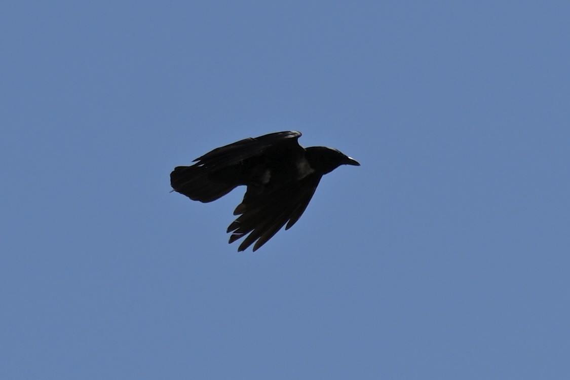 Fish Crow - ML638159293