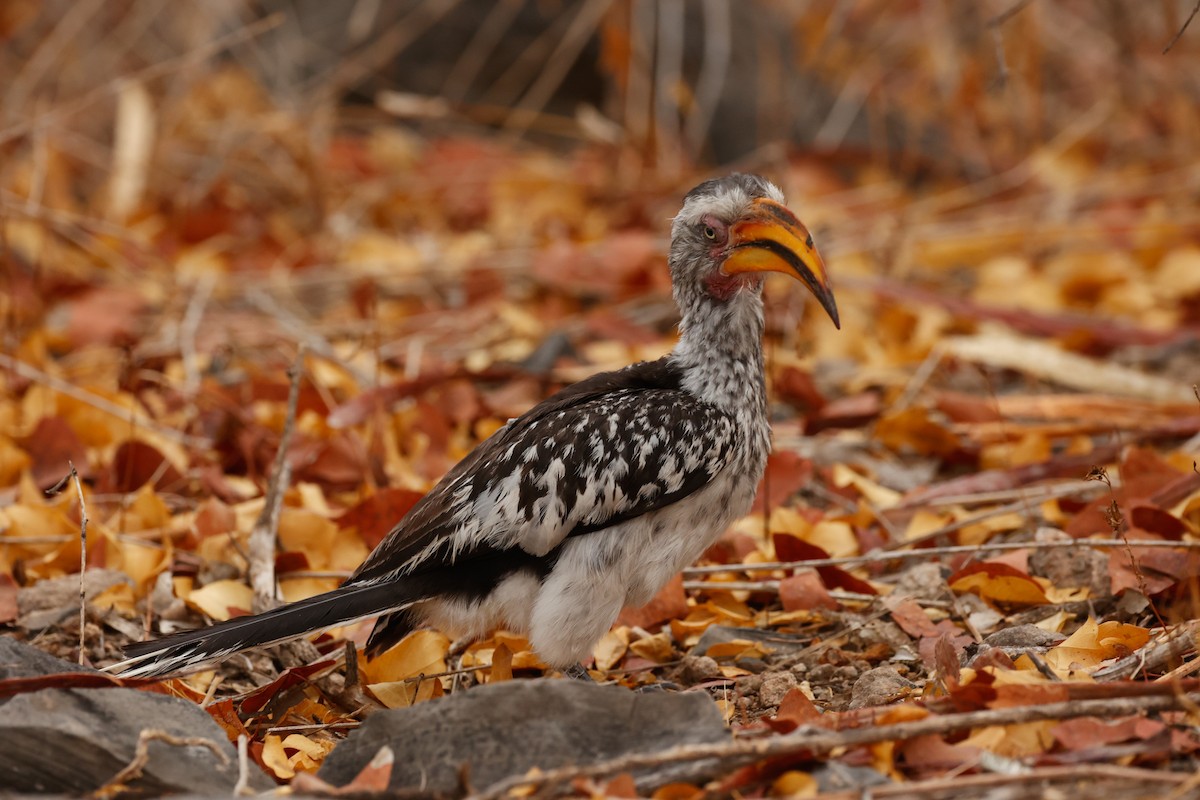 Southern Yellow-billed Hornbill - ML638159302