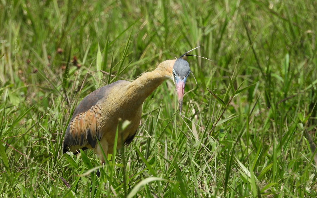 Whistling Heron - ML638159303