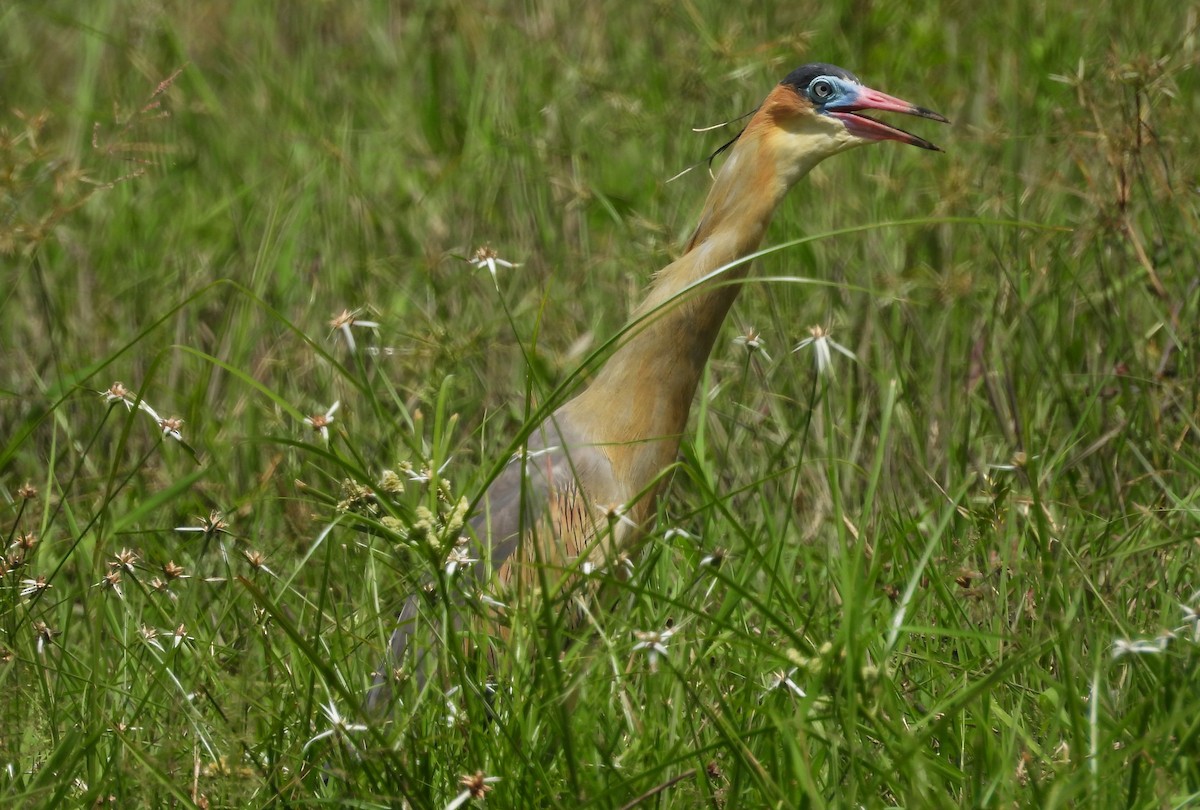 Whistling Heron - ML638159307