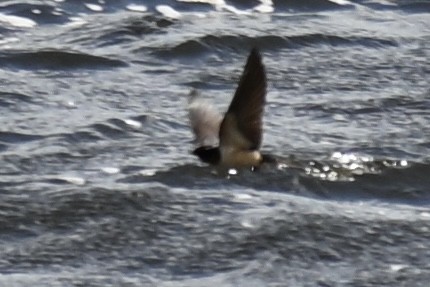 Barn Swallow - ML638159308