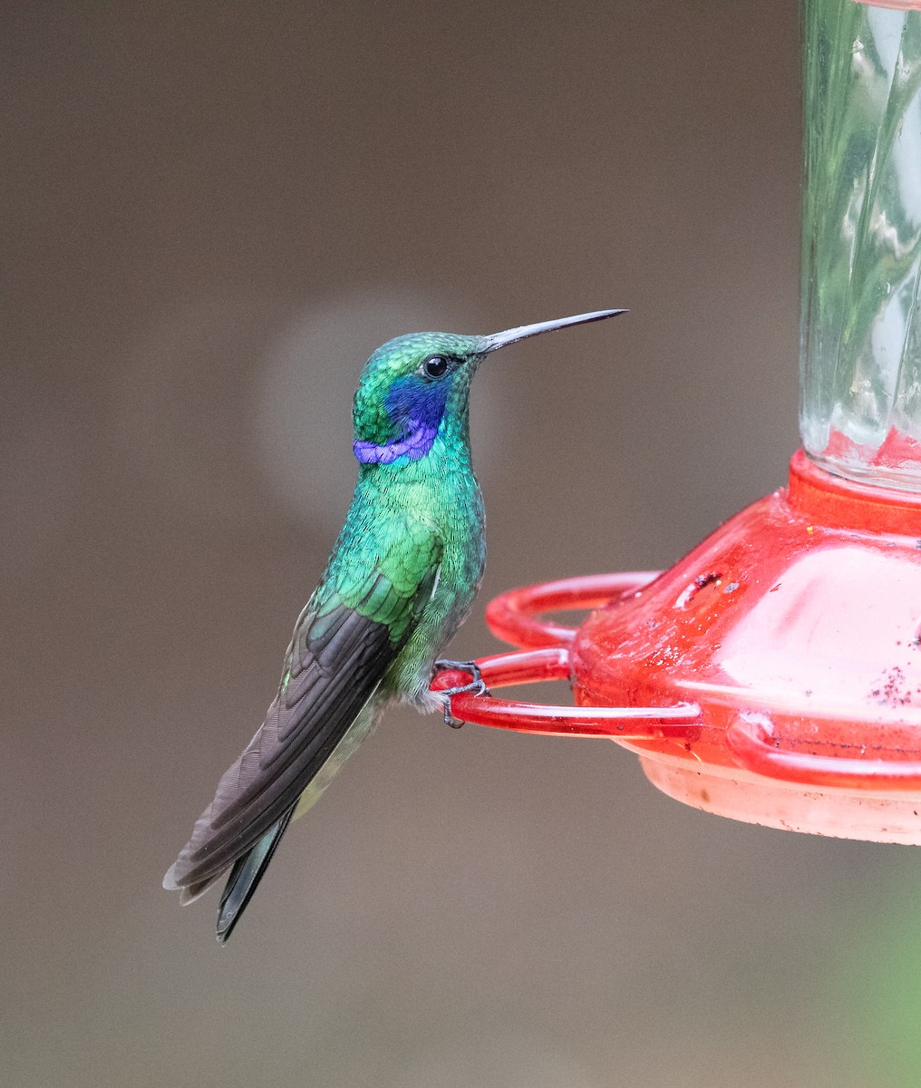 Lesser Violetear - ML638159311