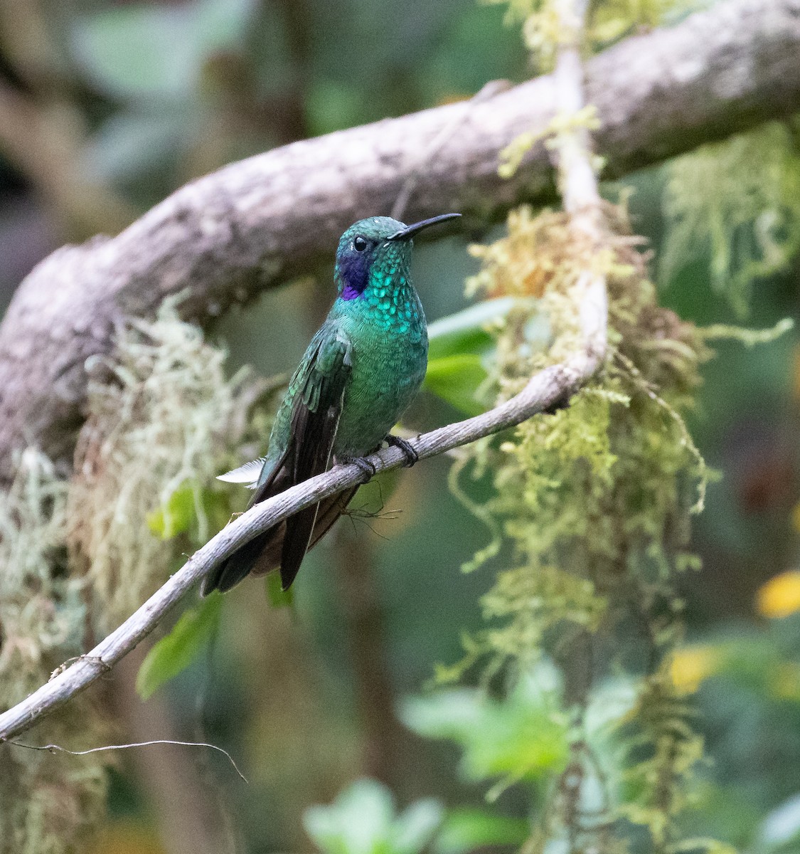 Lesser Violetear - ML638159312