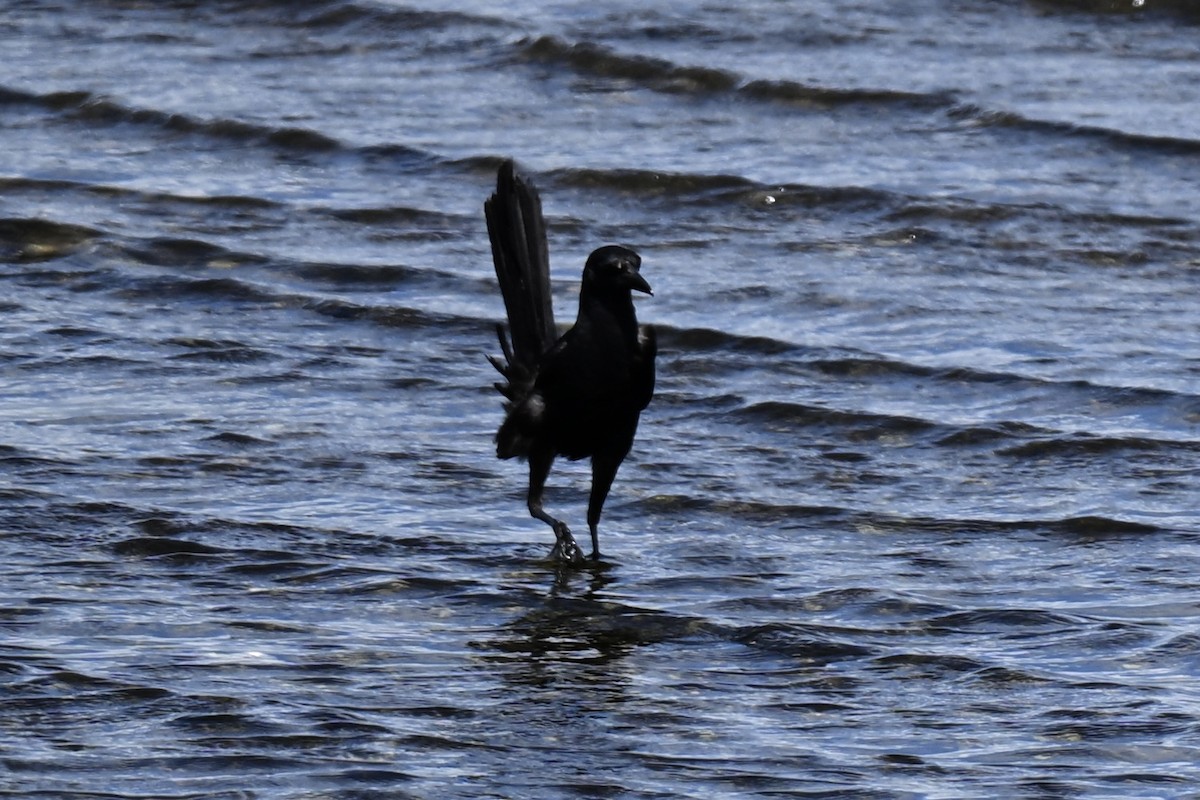 Boat-tailed Grackle - ML638159313