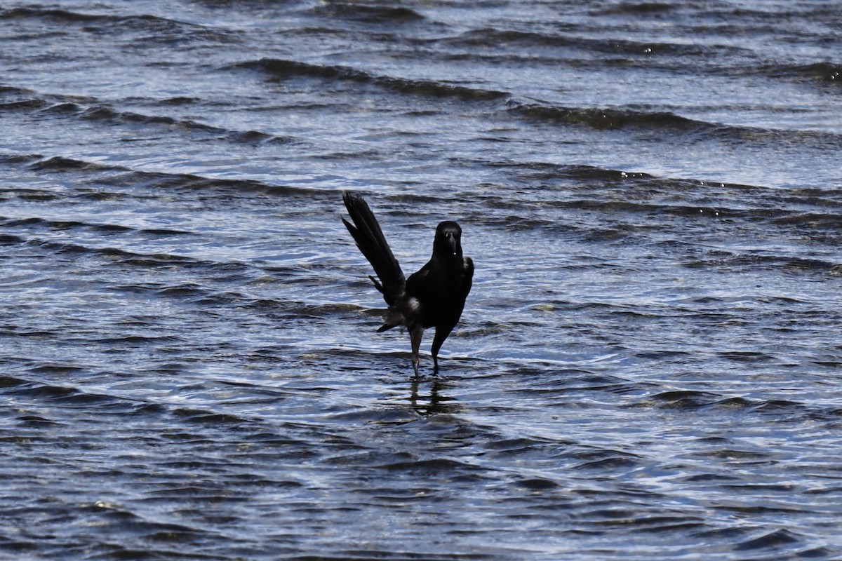 Boat-tailed Grackle - ML638159314