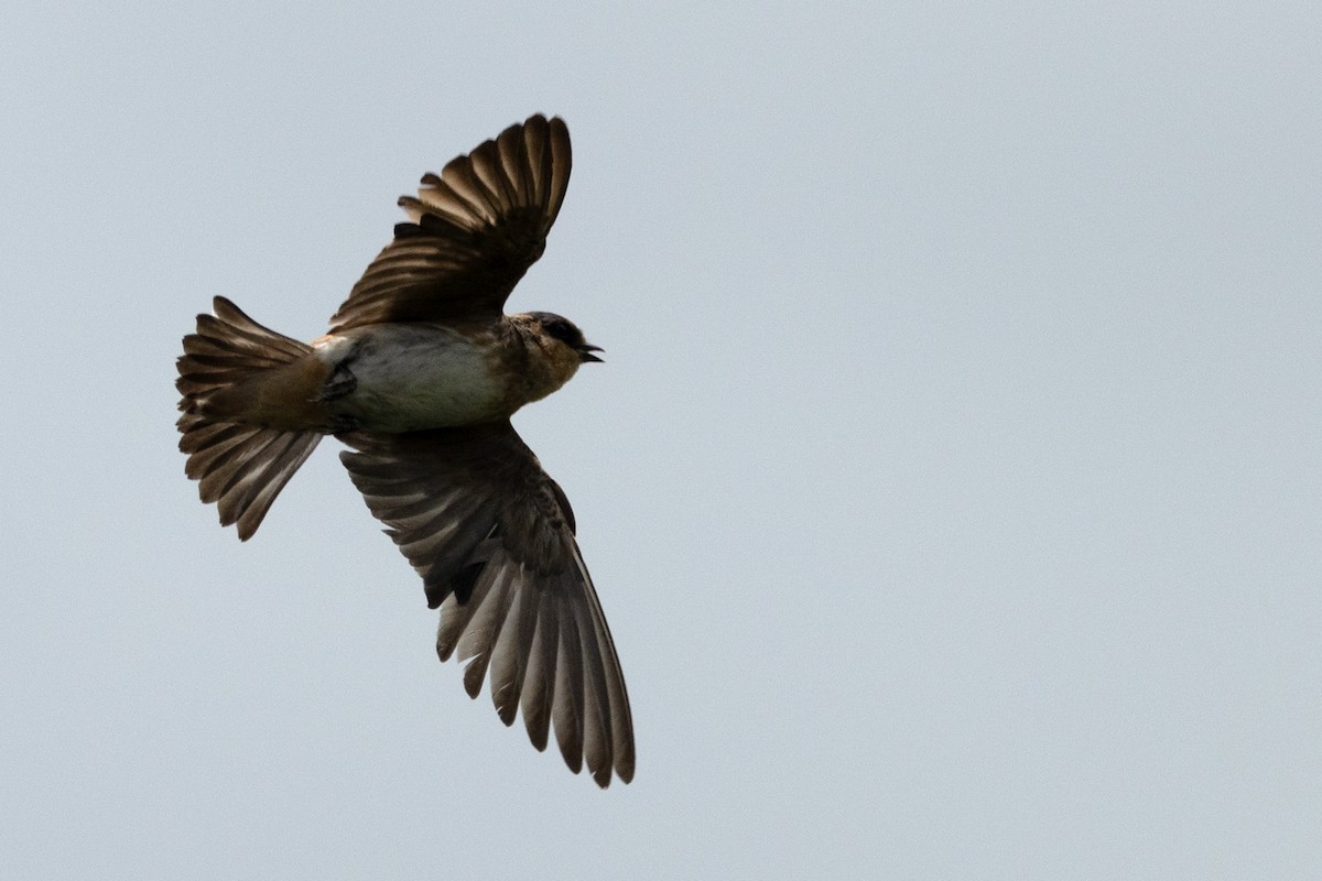 Cave Swallow - ML638159325