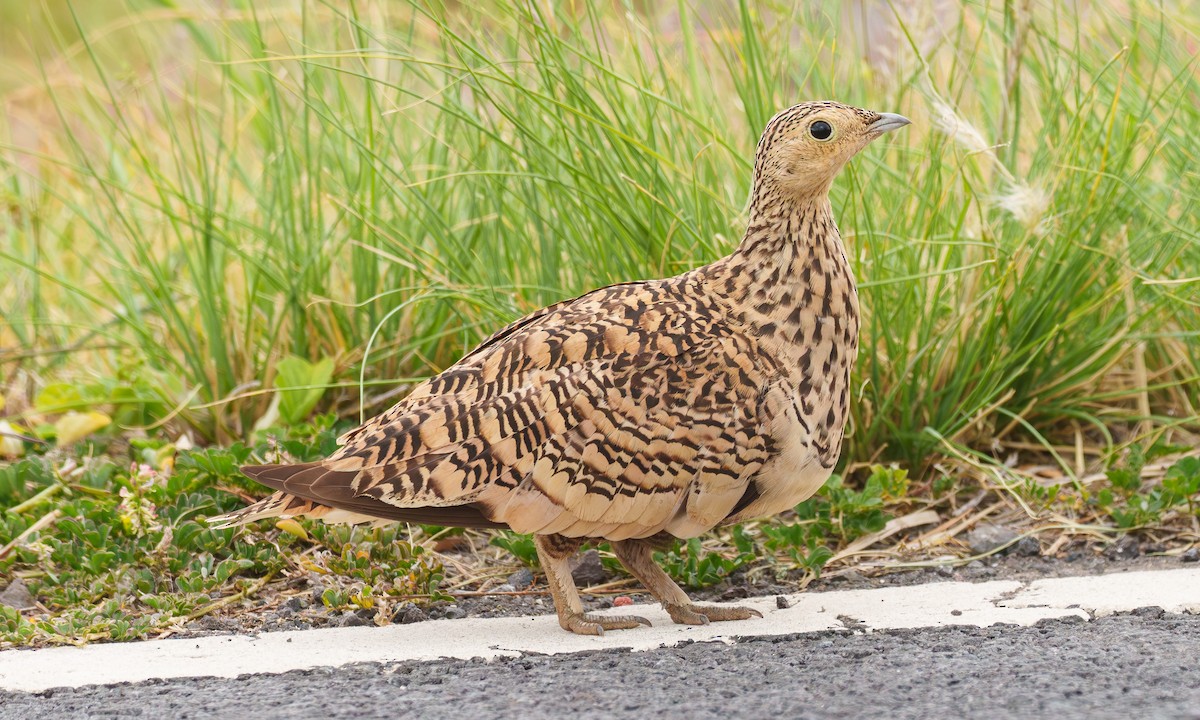 Chestnut-bellied Sandgrouse - ML638159340