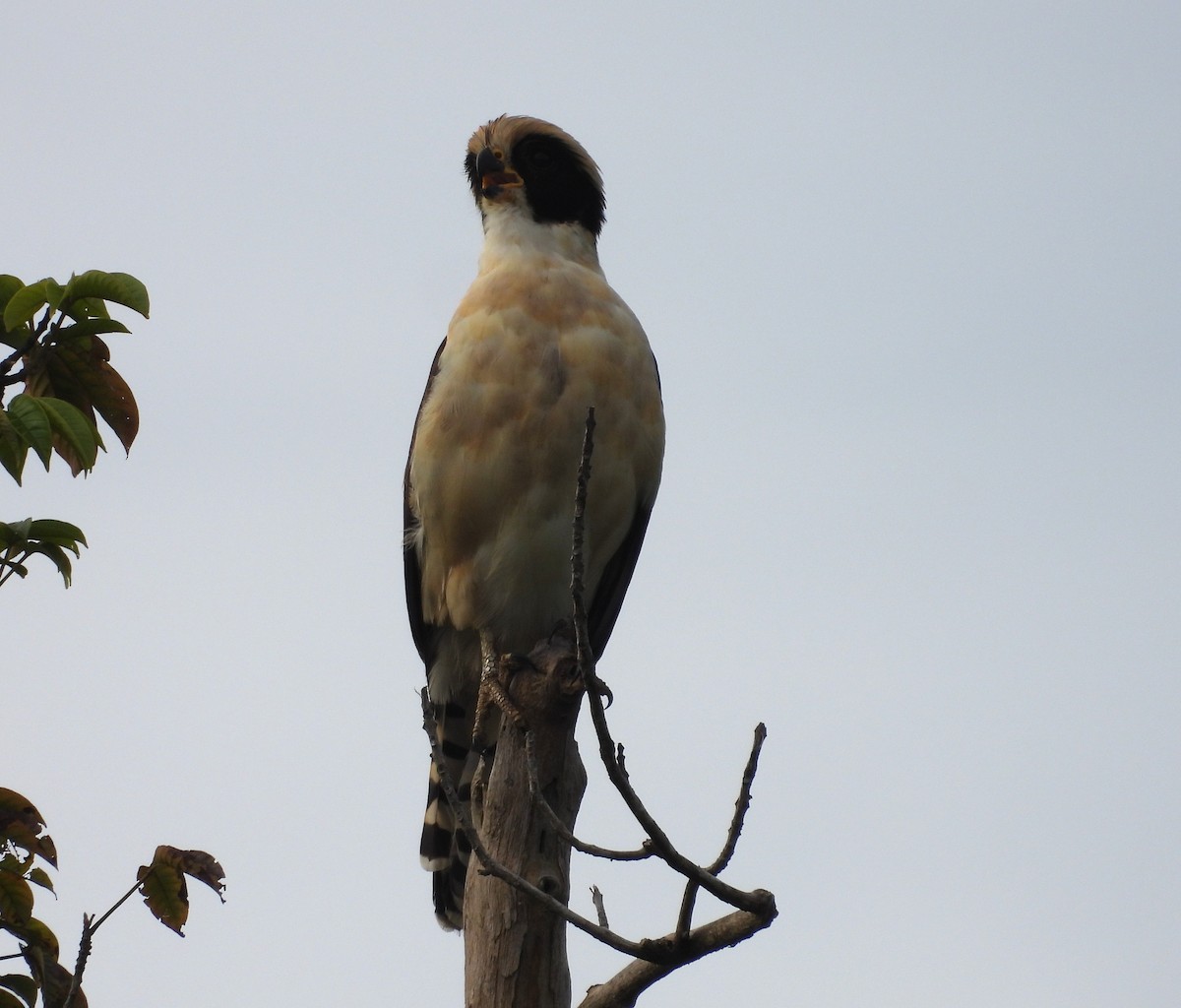 Laughing Falcon - ML638159348