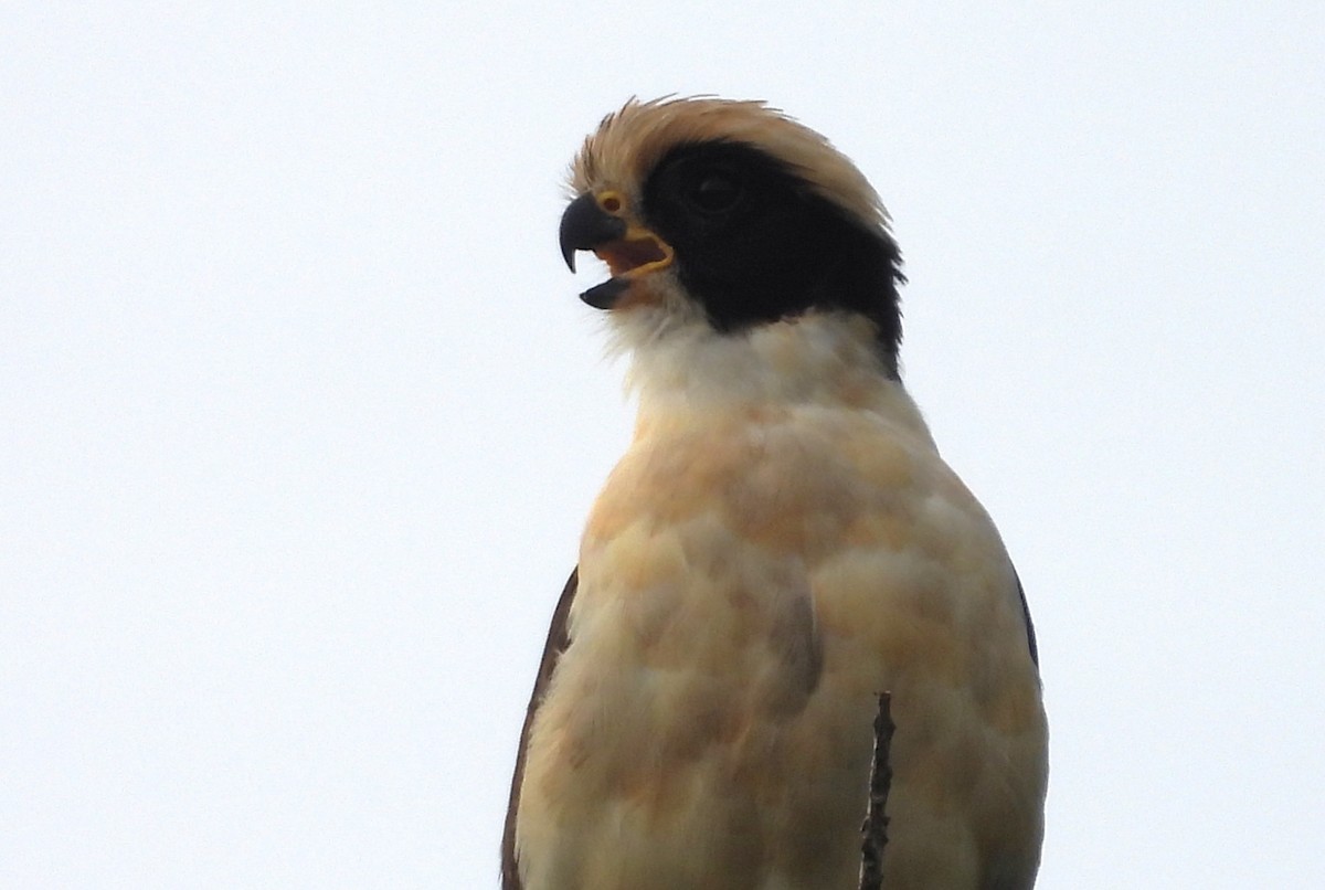 Laughing Falcon - ML638159354