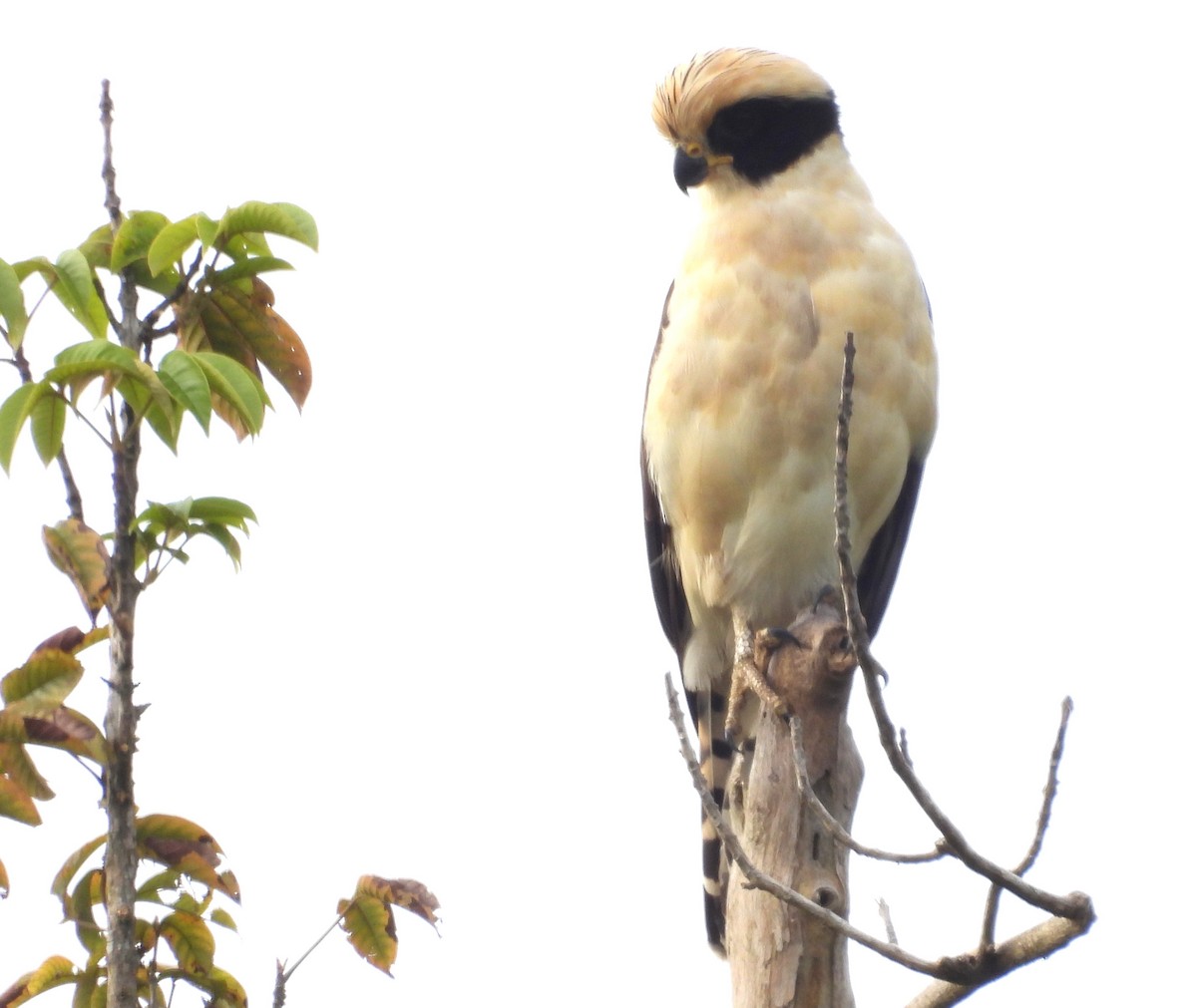 Laughing Falcon - ML638159359