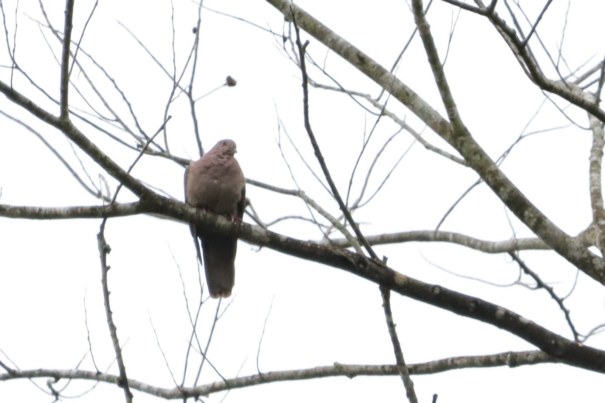 Short-billed Pigeon - ML638159360