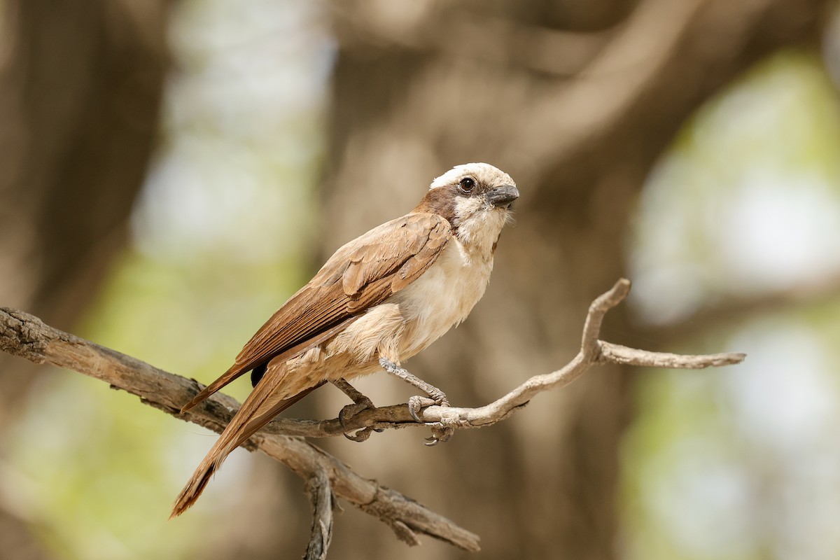White-crowned Shrike - ML638159374