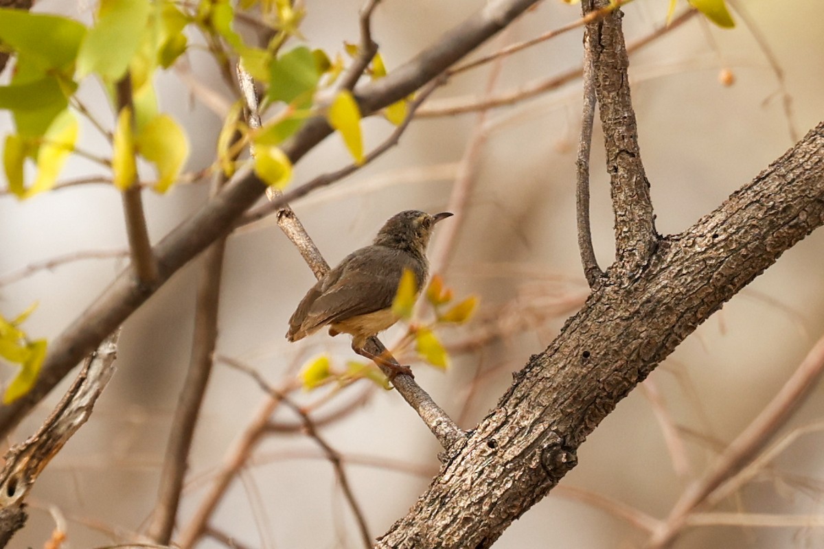 Long-billed Crombec - ML638159376