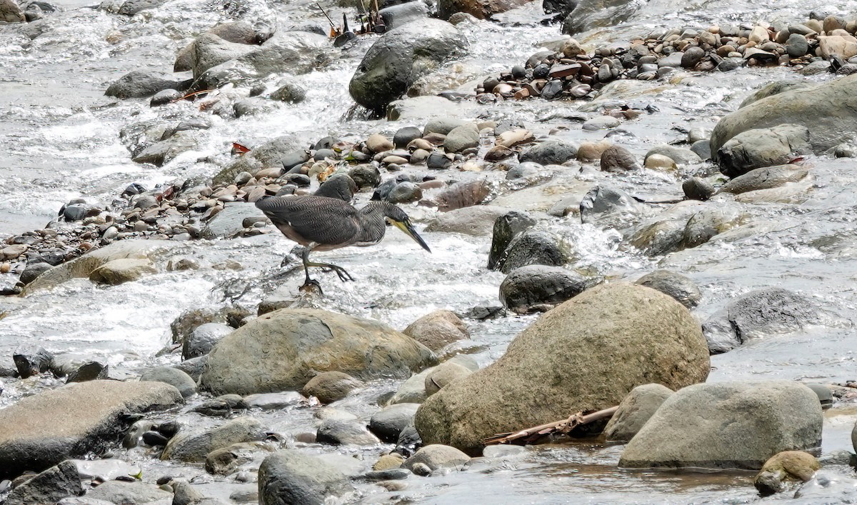 Fasciated Tiger-Heron - ML638159378