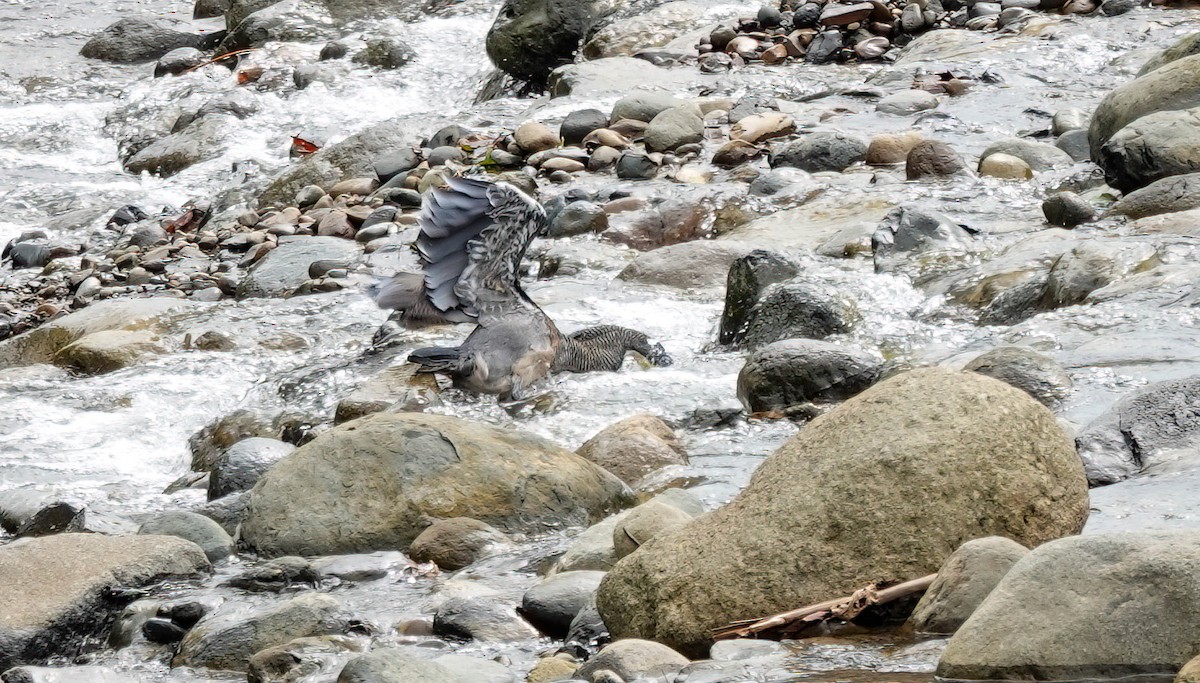 Fasciated Tiger-Heron - ML638159381