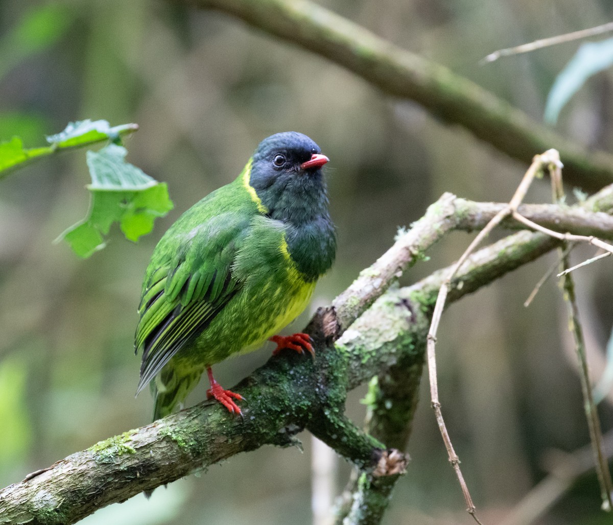 Green-and-black Fruiteater - ML638159383
