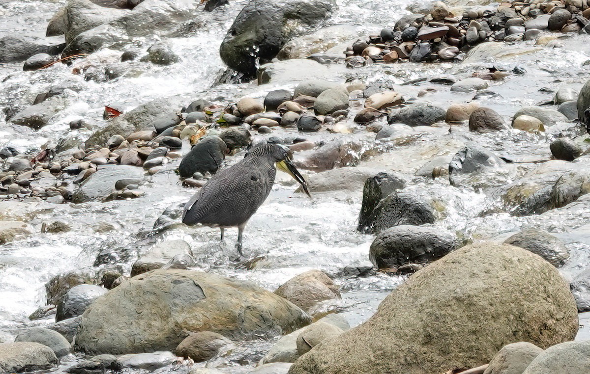Fasciated Tiger-Heron - ML638159395