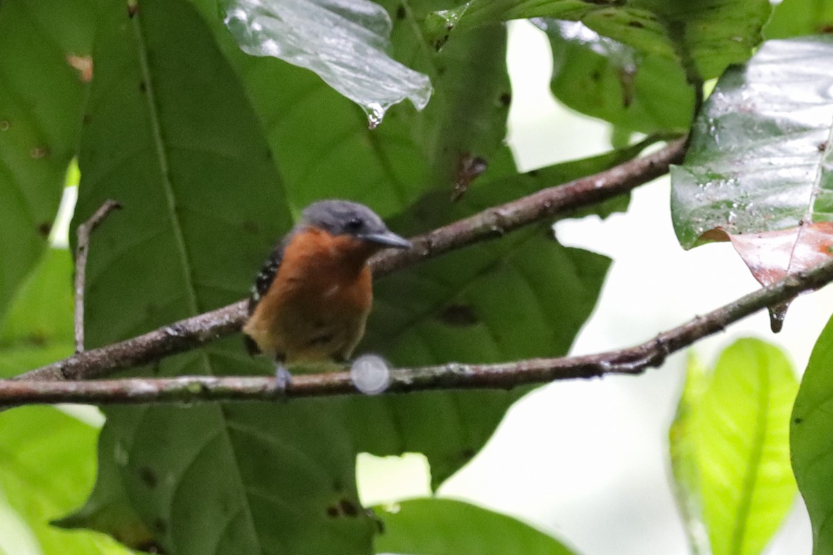 Dot-winged Antwren - ML638159419