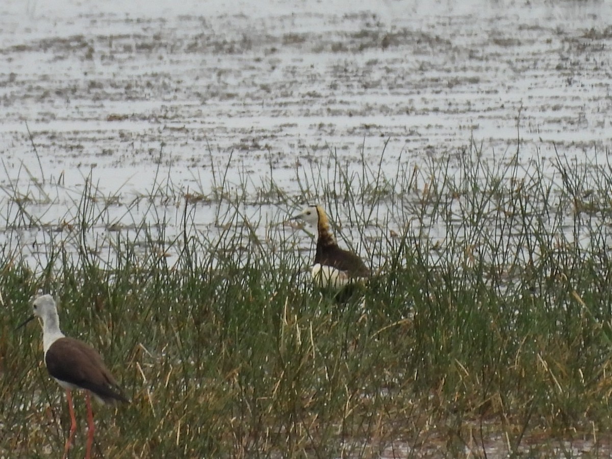 Pheasant-tailed Jacana - ML638159429