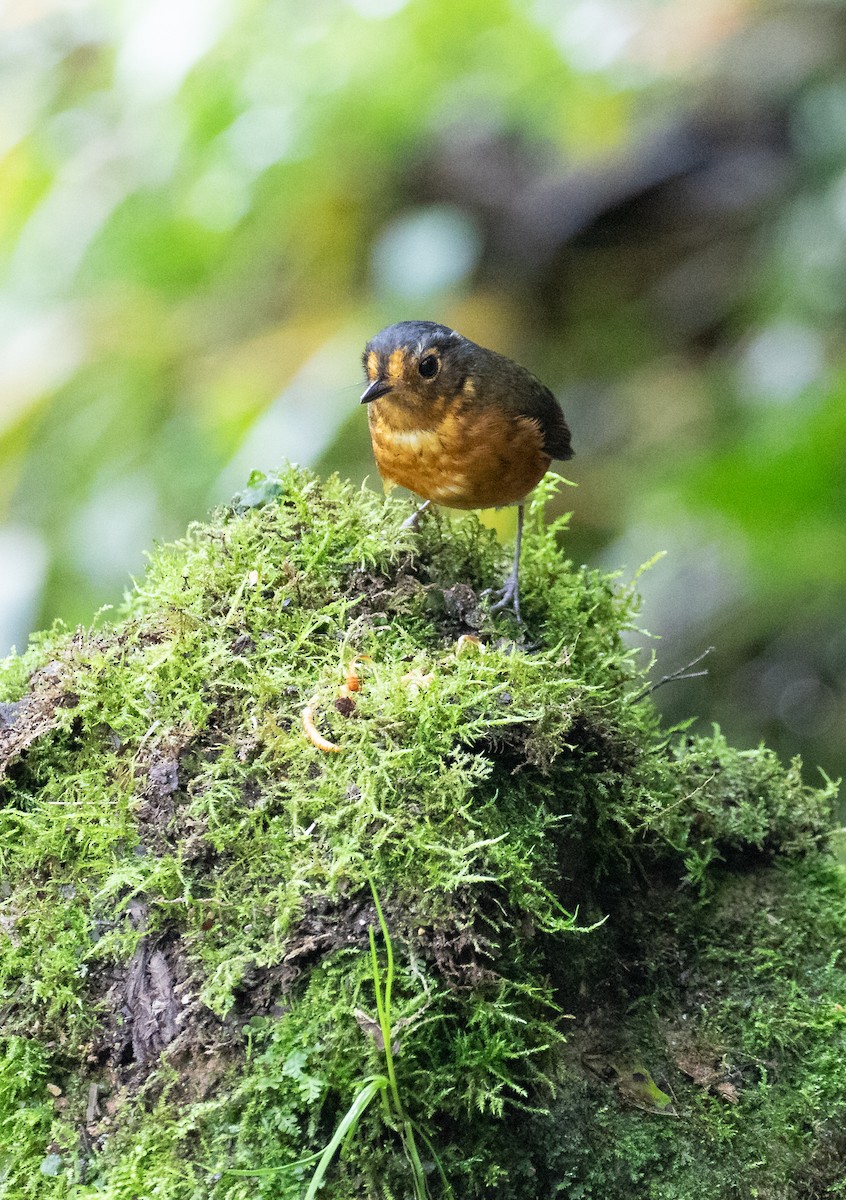 Slate-crowned Antpitta - ML638159444
