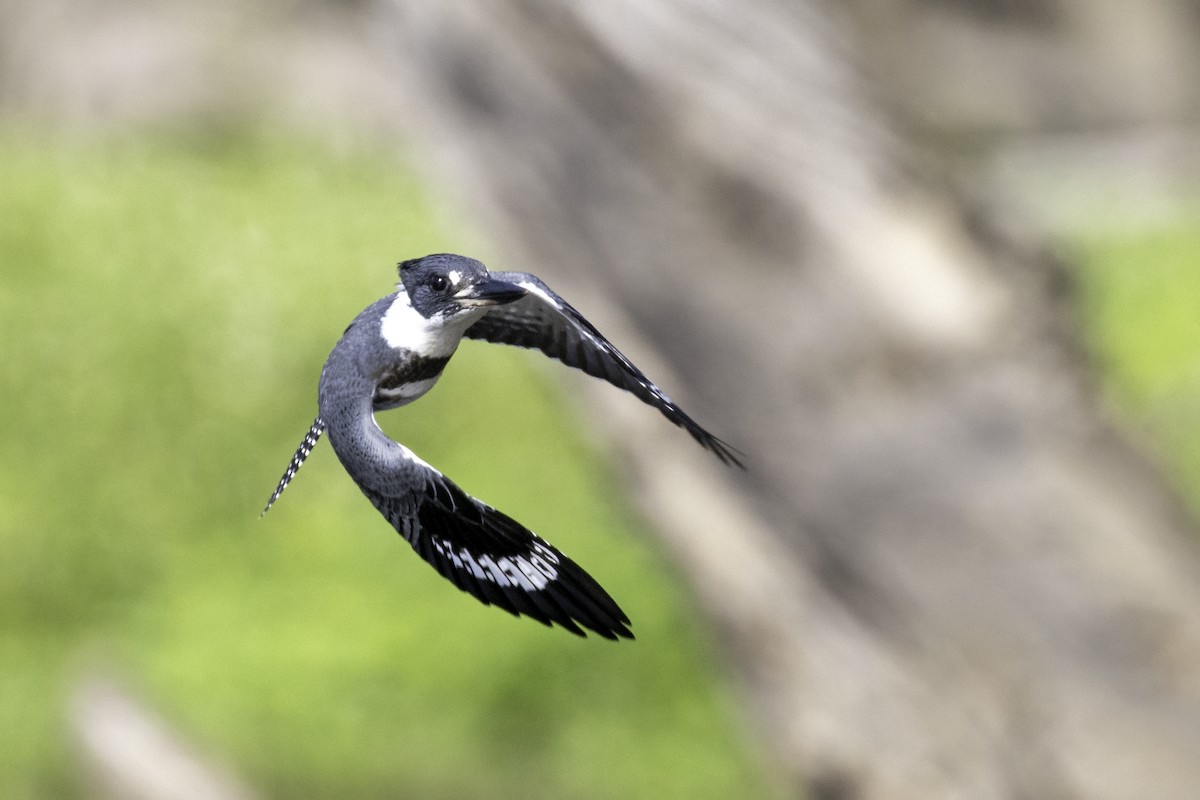 Belted Kingfisher - ML638159449