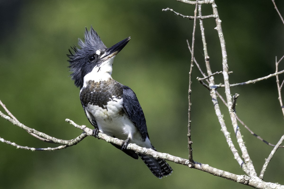 Belted Kingfisher - ML638159450