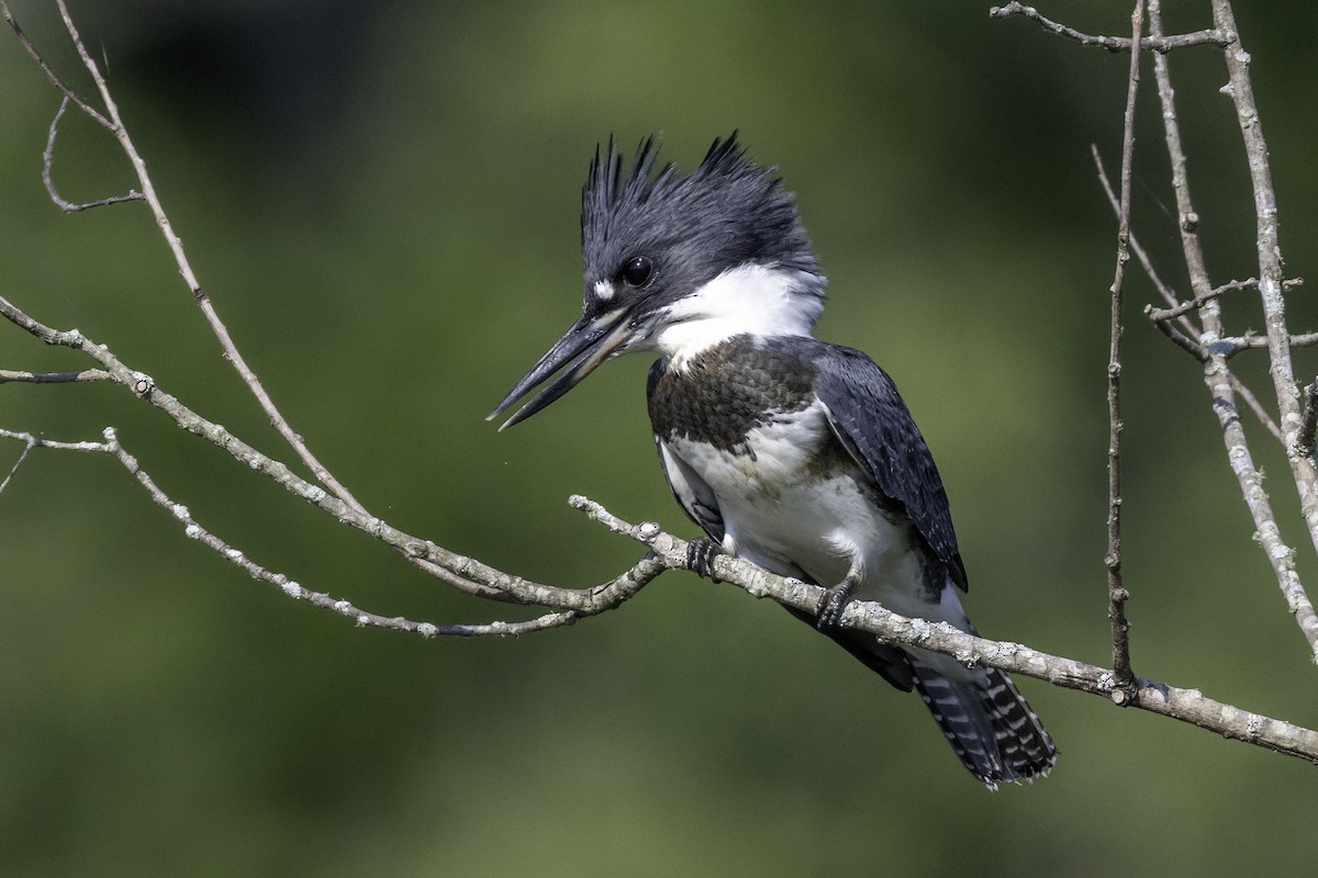 Belted Kingfisher - ML638159451