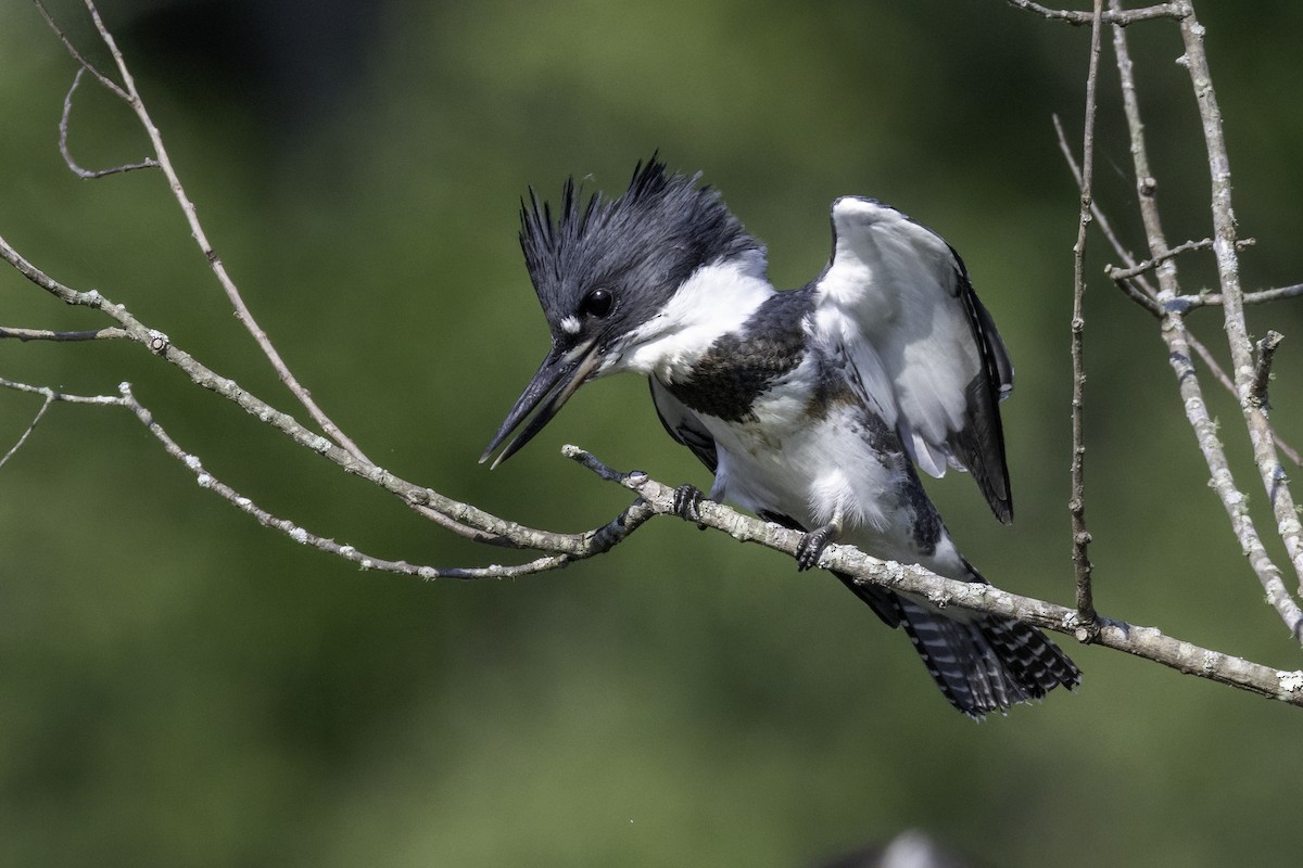 Belted Kingfisher - ML638159452