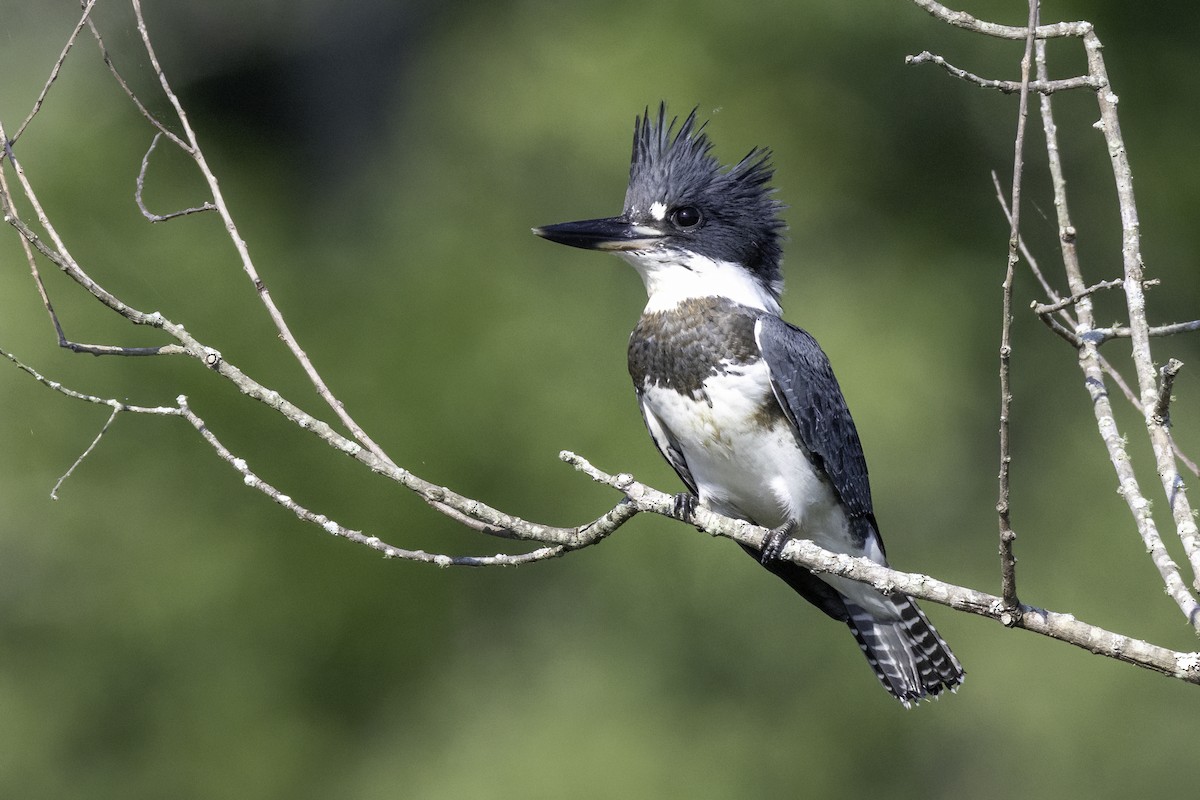 Belted Kingfisher - ML638159453