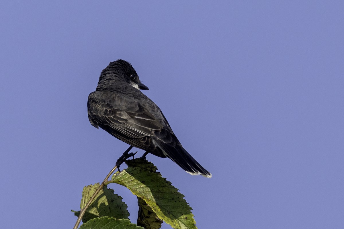 Eastern Kingbird - ML638159461