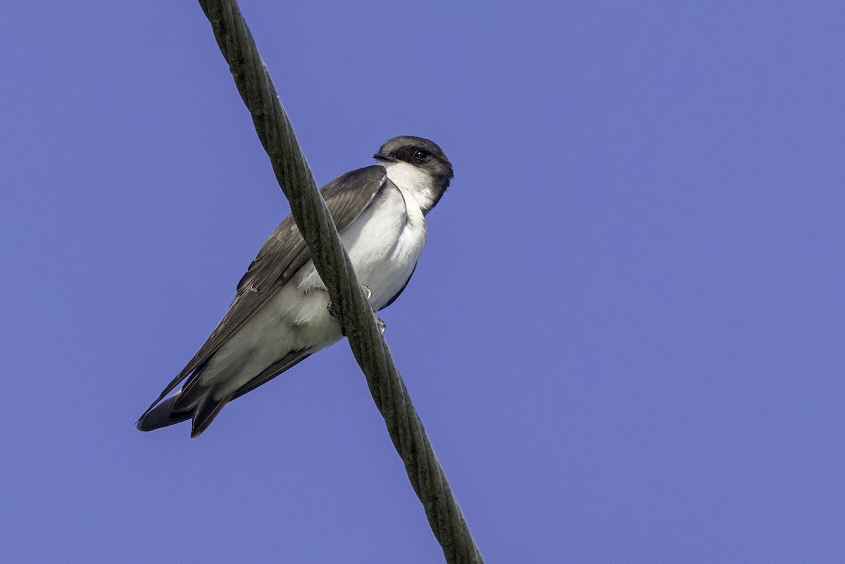 Tree Swallow - ML638159471