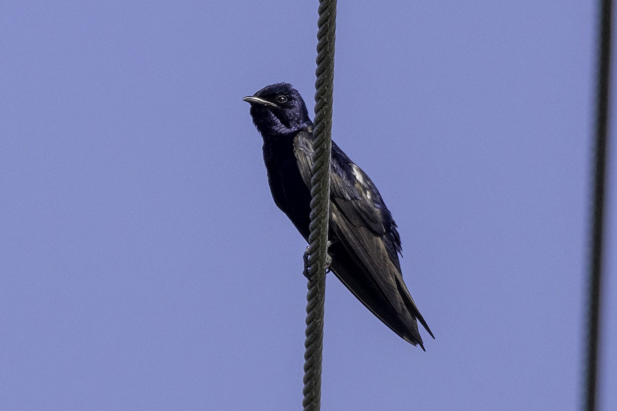 Purple Martin - ML638159475