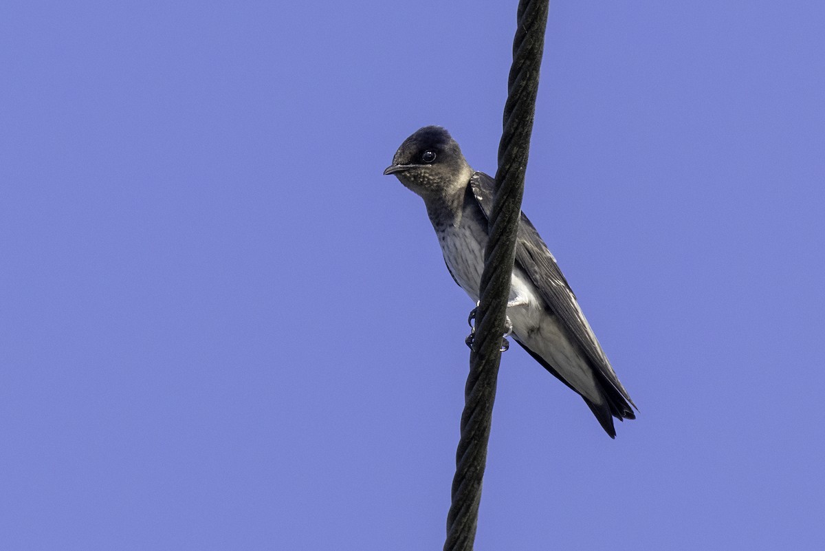 Purple Martin - ML638159476