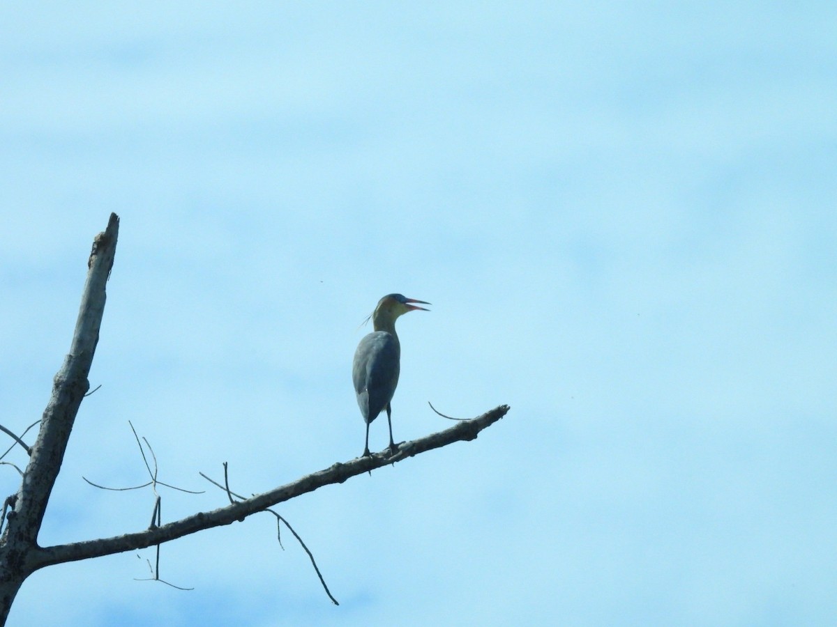 Whistling Heron - ML638159523