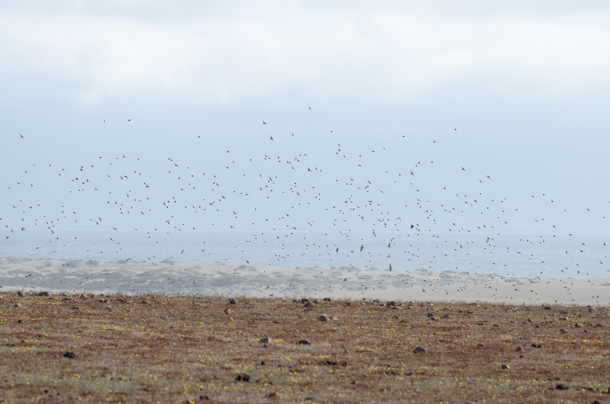 Grassland Yellow-Finch - ML638159525