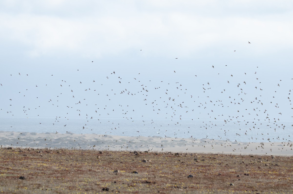 Grassland Yellow-Finch - ML638159526