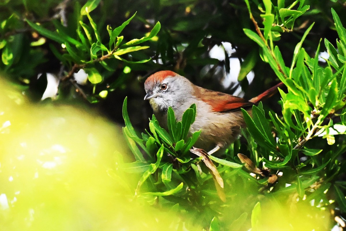 Sooty-fronted Spinetail - ML638159532