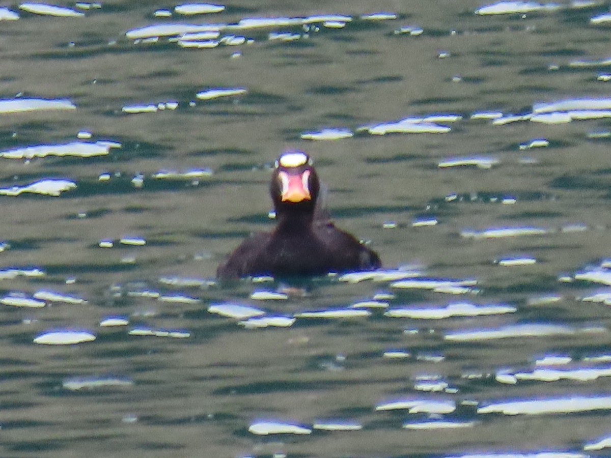 Surf Scoter - ML638159563