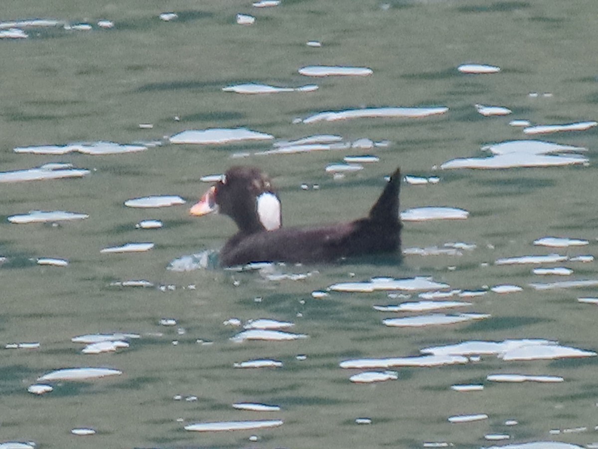 Surf Scoter - ML638159564