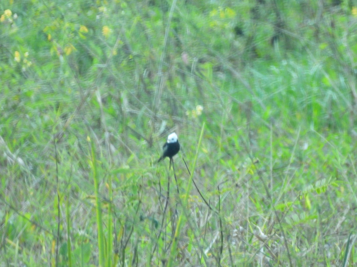 White-headed Marsh Tyrant - ML638159571